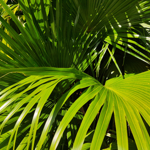 亚洲女被大黑j吧XXⅩXX
